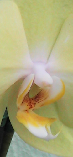 Orchid