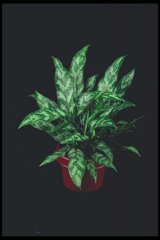 Chinese Evergreen