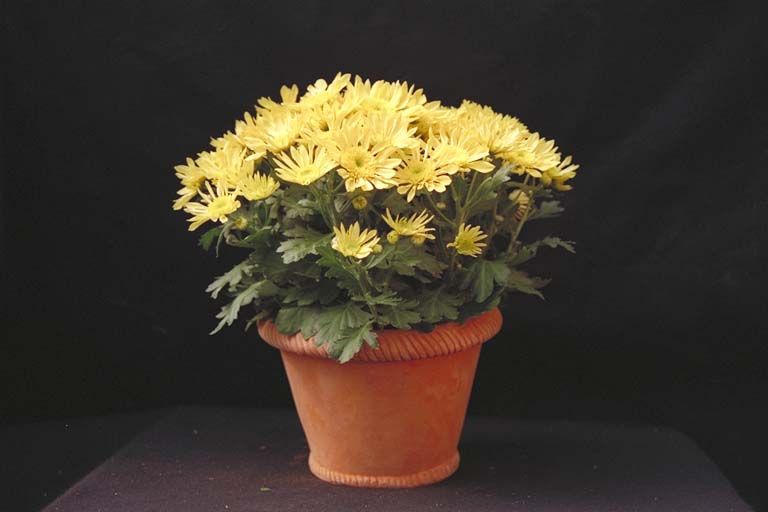 Chrysanthemum