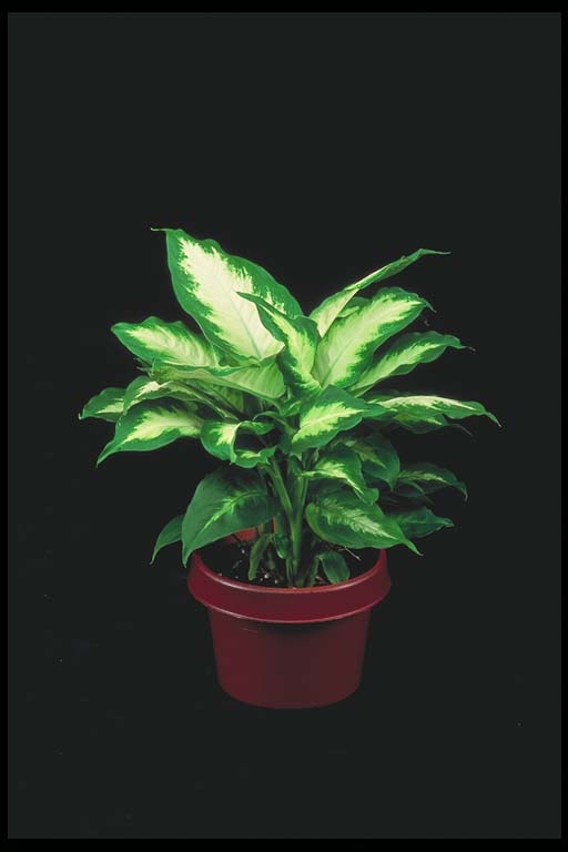 Dieffenbachia