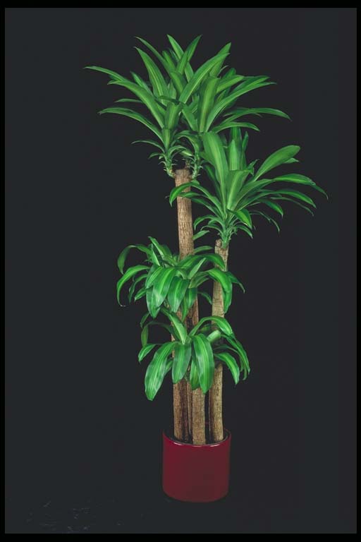 Dracaena Massangeana