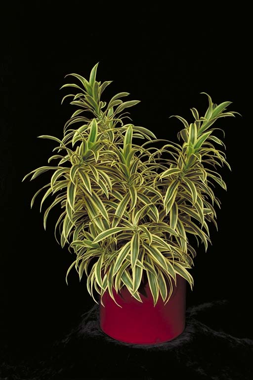 Dracaena Reflexa