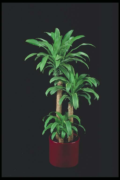 Dracaena Santa Rosa