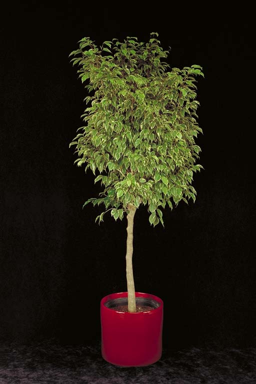 Veriegated Ficus