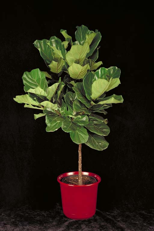 Fiddle Leaf Ficus