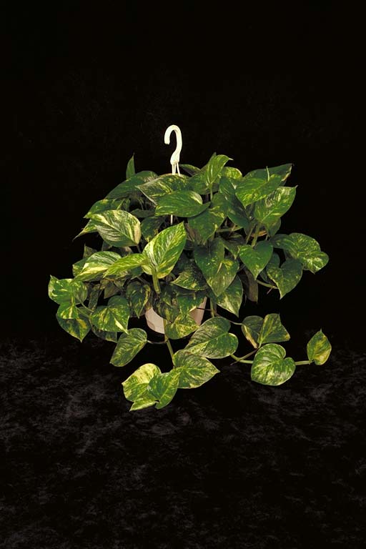 Golden Pothos