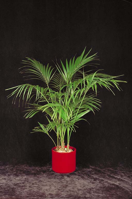 Kentia Palm