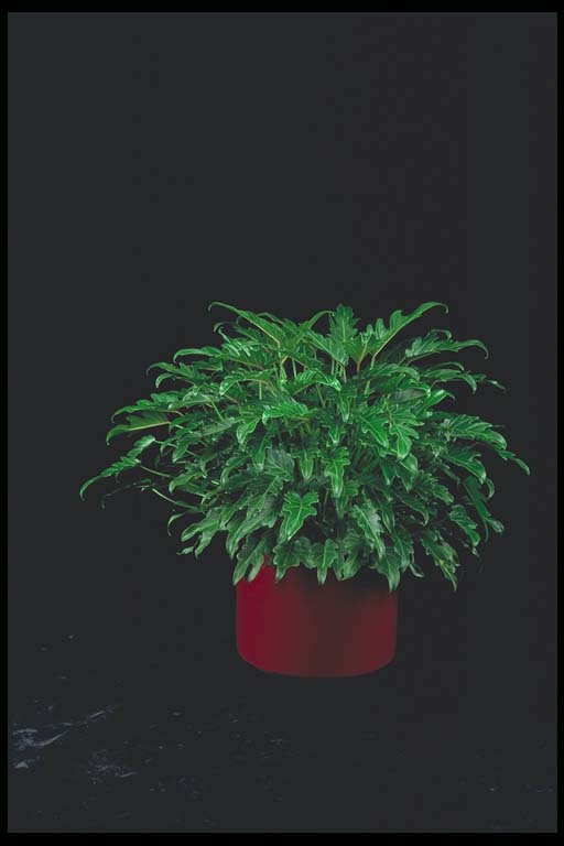 Xanadu Philodendron