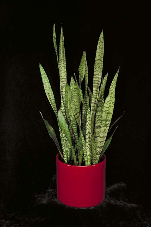 Snake Plant