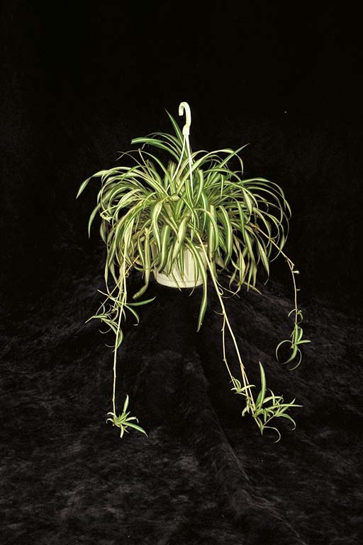 Spider Plant